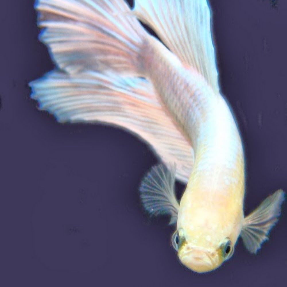 Meet your Posher, Wilberthe